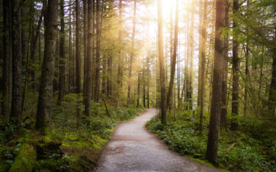 Wills vs. Trusts: Understanding Their Crucial Roles in Estate Planning